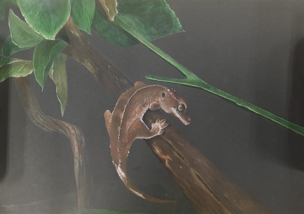 Gecko